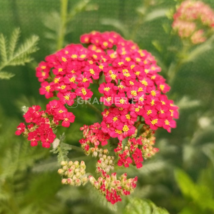 Achillée millefolium rose Cerise Queen image